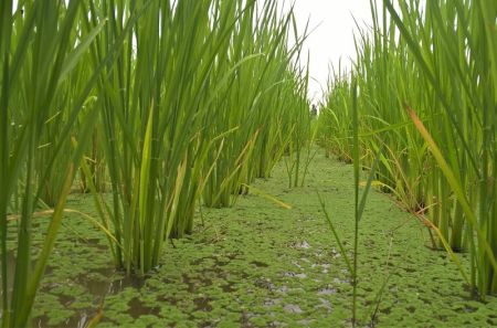 Azolla Helps Reduce Dependence on Urea by Fifty Percent