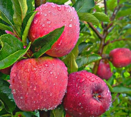 Mustang Apples will be Available in the Market Soon