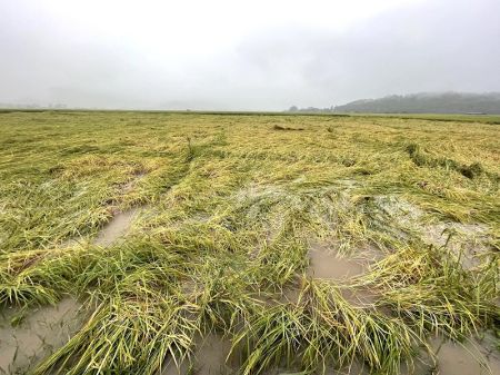 Rainfall Likely in Three Provinces   