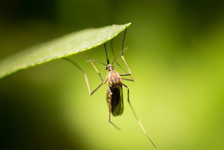 Dengue Spreads all Over the Country   