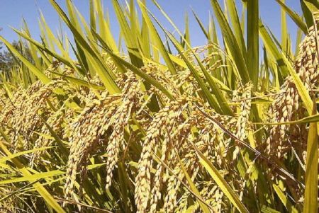 Farmers Forced to Sell Paddy at Throw-Away Prices