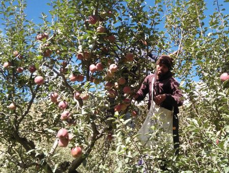 Mustang District Exports Apples worth Rs 500 Million   