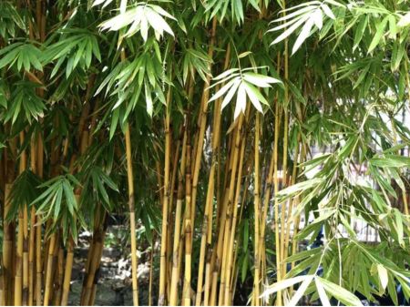 Bamboos Worth Millions Go to Waste in Udayapur 