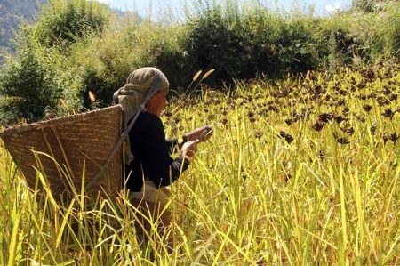 Millet Farming Area Declines but Production is Rising