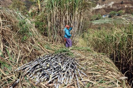 Government Fixes Support Price of Sugarcane