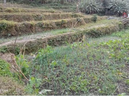 Crops Wilt as Winter Rain Eludes Myagdi Farmers