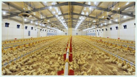 Poultry Industry worth Rs 160 Billion at Risk of Collapse