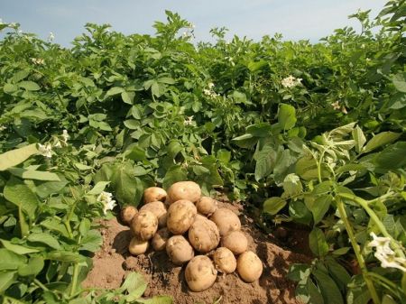 Myagdi Farmers Find their Calling in Potato Farming   