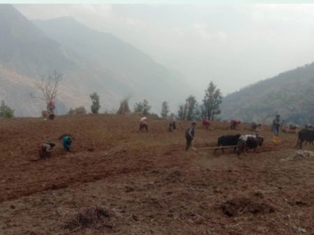 Collective Potato Farming in Barren Land 