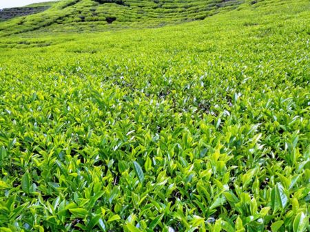 Nepali Tea Companies Win Gold Medal in International Competition 