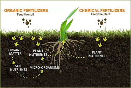 Food Bank Preparing to set up Organic Fertilizer Factory