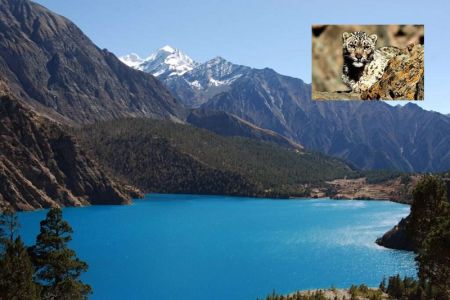 Shey-Phoksundo National Park records 90 Snow Leopards   