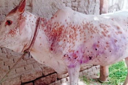 Lumpy Skin Disease Claims Lives of 80 Cattle in Chitwan District