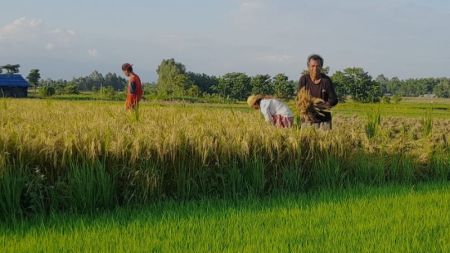 Pre-Monsoon Paddy Fetches Double Price for Farmers compared to Last Season