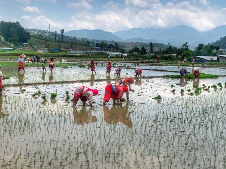 Bhadaiya Rice Production Expected to Decline Due to Prolonged Drought