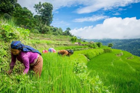 Grants for Farmers Helping to Cultivate Barren Lands in Gorkha   