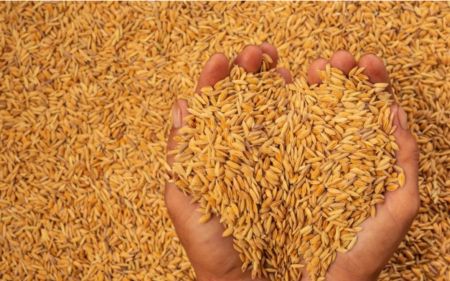 Government Fixes Minimum Support Price of Paddy