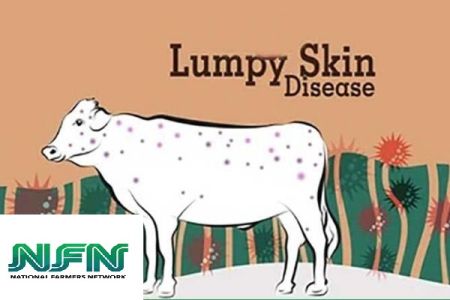 NFN calls for Declaring a Pandemic of Lumpy Skin Disease   