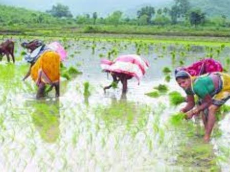 Country Reports 77 Percent Rice Transplantation till Last Week of July