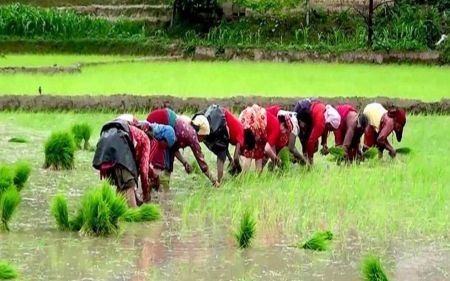 Mahottari  Records Only 40 Percent Paddy Cultivation Due to Lack of Rainfall