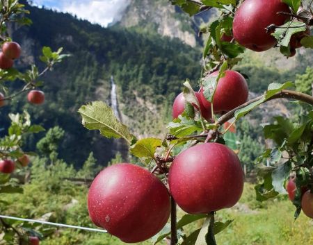 Manang Farmers Drawn Towards Apple Farming   