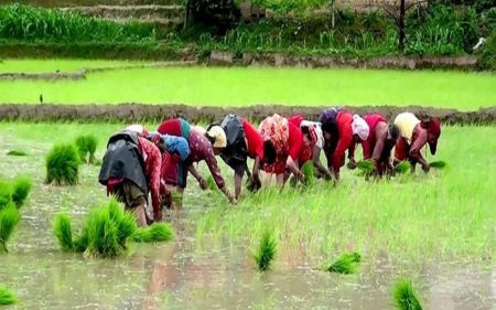 Paddy Transplanted in 92% of Land Nationwide; Lowest in Madhes Province