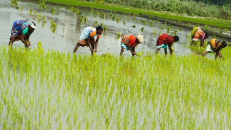 Govt  to Increase Production Area of Pre-Monsoon Paddy with Irrigation Facility