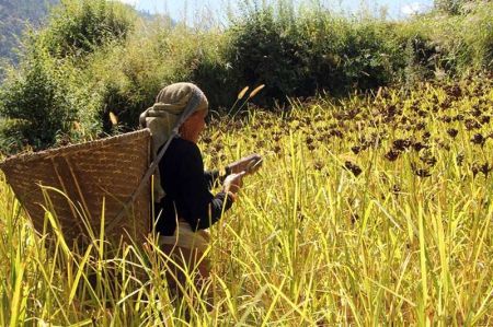 Indigenous Crop Varieties Nearing Extinction in Large Scale in Myagdi   