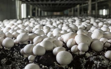 Mushroom Production Surges  by 766% in Ten Years