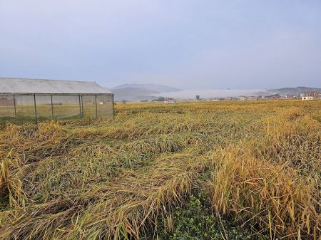 Untimely Rainfall Disappoints Farmers   