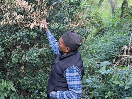 Baglung Farmers Likely to Incur Heavy Loss Due to Fungus in Lemon Plants