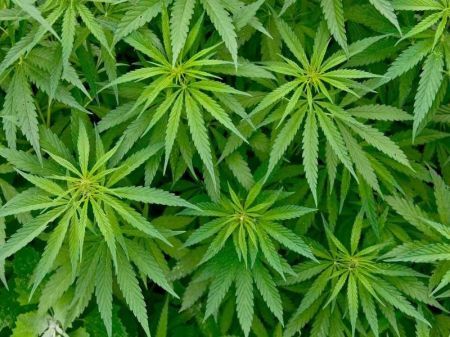 Government Forms Task Force to Study Feasibility of Marijuana Cultivation   