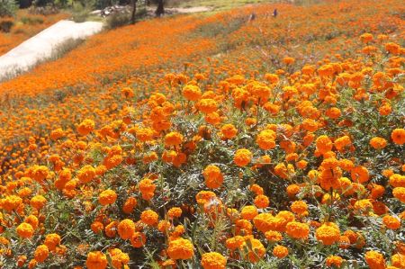 Turnover of Flower Business Expected to Reach Rs 31 Million during Tihar