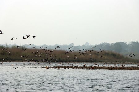 Migratory Birds Arrive in Nepal to Escape Harsh Winter   