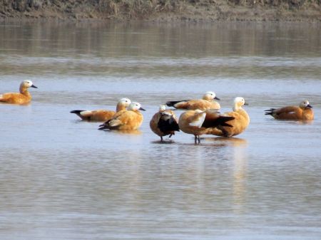 Migratory Birds Start Arriving in Chitwan   