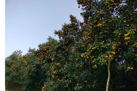 Orange Farming up in Gandaki Province   