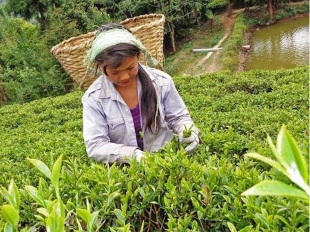 Koshi Province Exports Tea Leaves Worth Rs 2.6 Billion in 3 Months