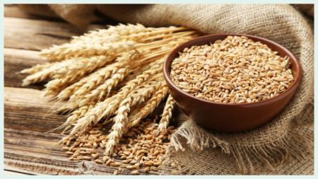 Government Fixes Support Price of Wheat at Rs 3,650 Per Quintal