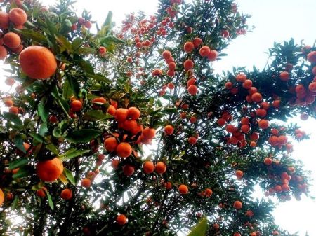 Orange Festival being Organised to Ensure its Market   