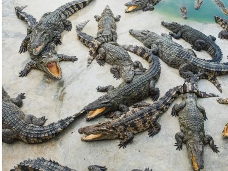 265 Crocodiles and 3 Dolphins Found in Narayani and Rapti River