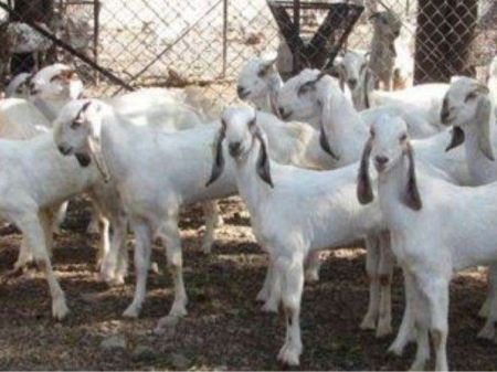 Karnali Province Exports Goats Worth Rs 3.24 Billion