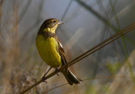 Endangered Yellow Breasted Bunting Spotted in Shuklaphanta National Park 