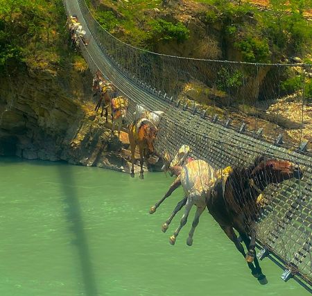 Mules Stuck in Suspension Bridge Rescued   