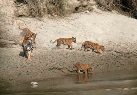 Tiger Population Soars to Around 125 in Bardiya Naional Park