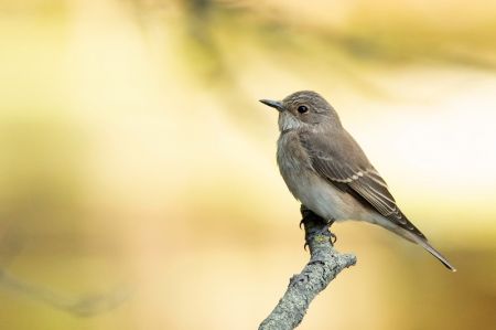 New Species of Bird Found in Mustang   