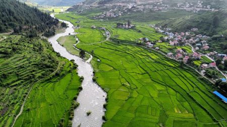 Paddy Transplantation up by 14% this Year