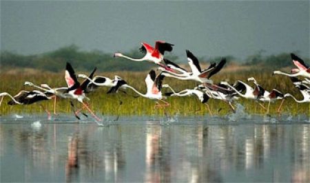 Koshi Tappu Wildlife Reserve Collects Rs 4 Million in FY 2023/24