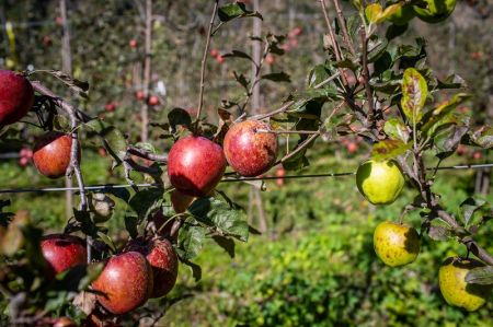 Apple Farmers in Manang Switch to Growing Hybrid Varieties 