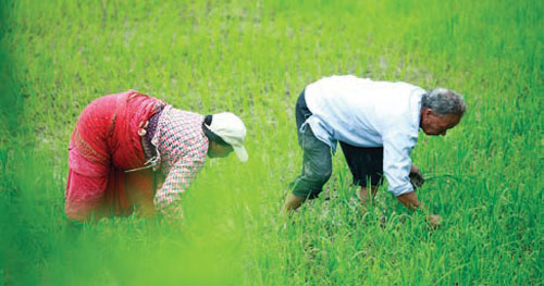 Agriculture Nepal